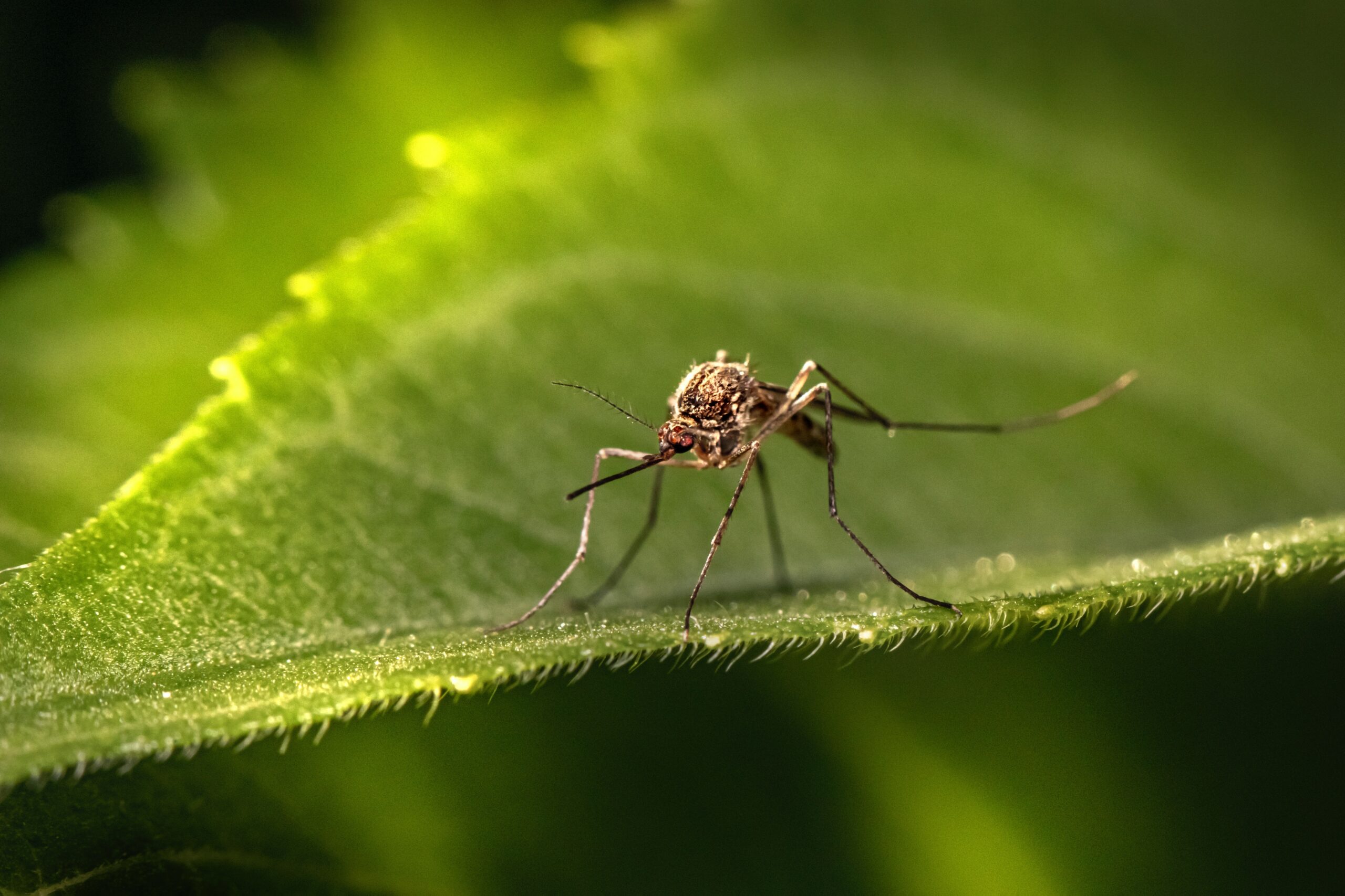 Mosquito Repellents and Their Ingredients